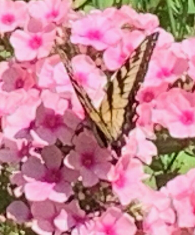 beautiful pink flox and butterfly