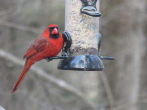 spirit red cardinal on feeder