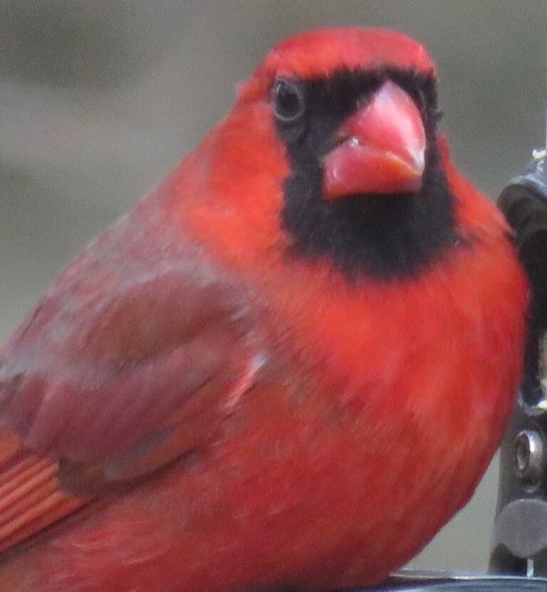 closeup cardinal bird